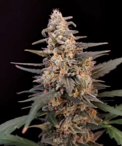 Critical - auto (Fast Buds)