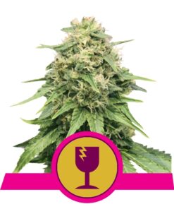 Critical fem Royal Queen Seeds