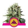 Critical Kush fem Royal Queen Seeds