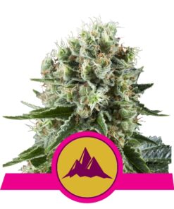 Critical Kush fem Royal Queen Seeds