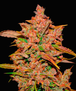 crystal meth auto fast buds campo di canapa