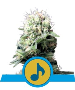 Dance World cbd fem Royal Queen Seeds