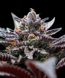 double stuffed sorbet dan genetics