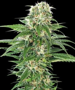 Early Skunk auto Sensi Seeds