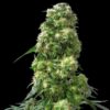 Early Skunk fem Sensi Seeds