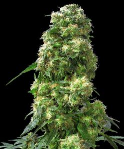 Early Skunk fem Sensi Seeds