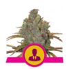 El Patron fem Royal Queen Seeds