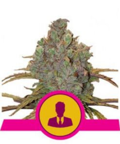 El Patron fem Royal Queen Seeds