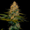 exodus kush dna genetics campo di canapa