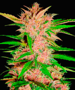 fastberry fast buds campo di canapa