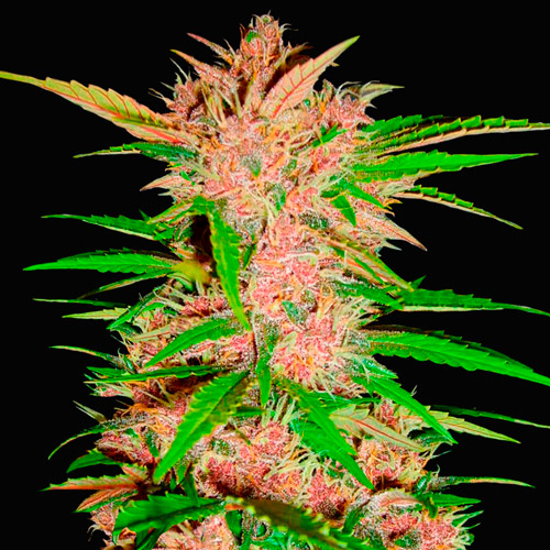 fastberry fast buds campo di canapa