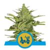 Fast Eddy CBD auto Royal Queen Seeds