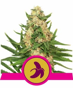 Fat Banana fem Royal Queen Seeds