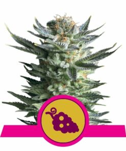 Fruit Spirit fem Royal Queen Seeds