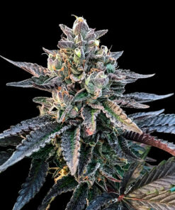 gelato sorbet dna genetics