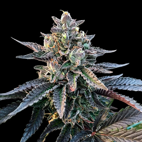 gelato sorbet dna genetics