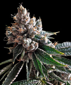 golden lemons dan genetics