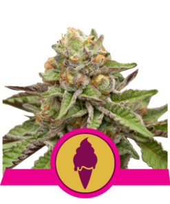 Green Gelato fem Royal Queen Seeds