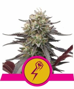 Green Crack Punch fem Royal Queen Seeds