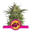 Haze Berry fem Royal Queen Seeds