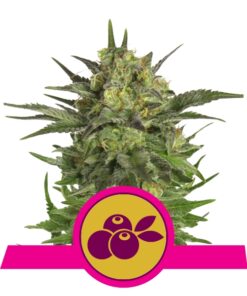 Haze Berry fem Royal Queen Seeds