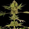 Himalayan CBD fem Sensi Seeds