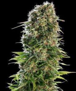 Hindu Kush auto Sensi Seeds