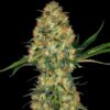 Hindu Kush fem Sensi Seeds