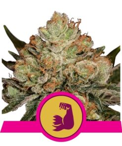 HulkBerry fem Royal Queen Seeds