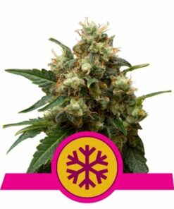 Ice fem Royal Queen Seeds