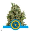 Joanne's cbd fem Royal Queen Seeds