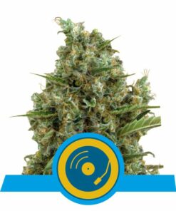 Joanne's cbd fem Royal Queen Seeds