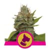 Kali Dog fem Royal Queen Seeds