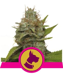 Kali Dog fem Royal Queen Seeds