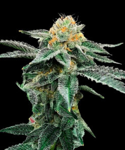 kosher cookies dan genetics