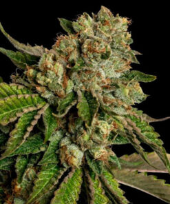 kosher dawg dna genetics