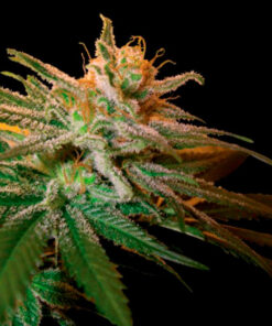 kushberry dna genetics