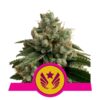 Legendary OG Punch fem Royal Queen Seeds