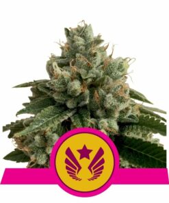 Legendary OG Punch fem Royal Queen Seeds