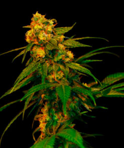 Lemon og kush dna genetics