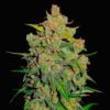 lemon ak fast buds campo di canapa