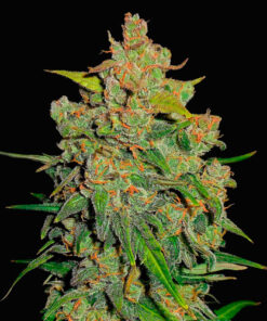 lemon ak fast buds campo di canapa