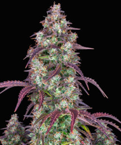 lemon pie auto fast buds