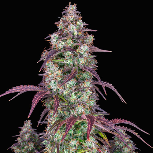lemon pie auto fast buds