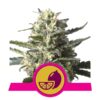 Lemon Shinig Silver Haze fem Royal Queen Seeds