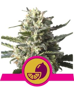 Lemon Shinig Silver Haze fem Royal Queen Seeds