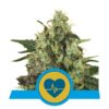 Medical Mass cbd fem Royal Queen Seeds