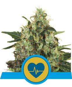 Medical Mass cbd fem Royal Queen Seeds