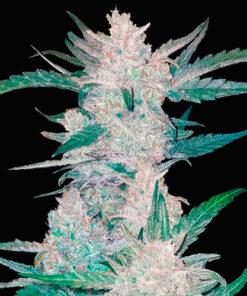 Mexican airlines fast buds campo di canapa