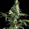 Mexican Sativa fem Sensi Seeds